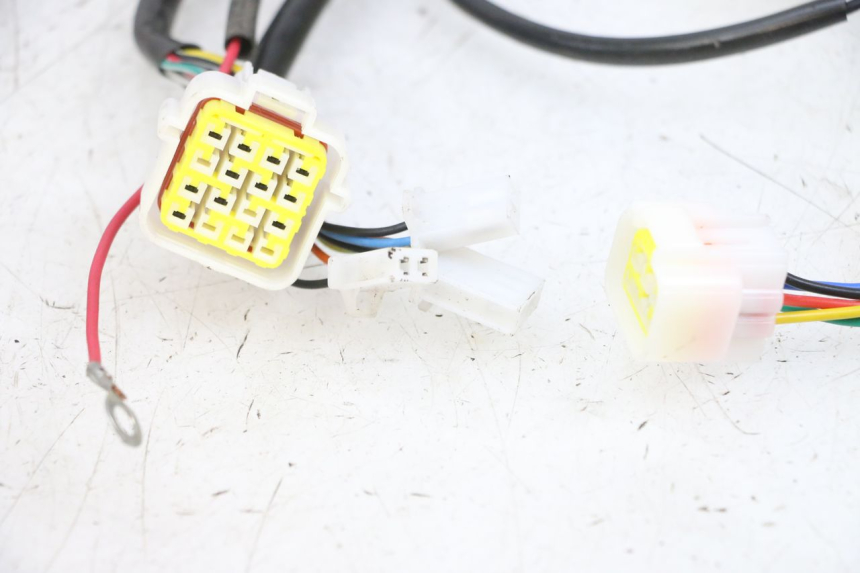 photo de KABELBAUM EFUN PUSA 1 - Charakteristische Merkmale