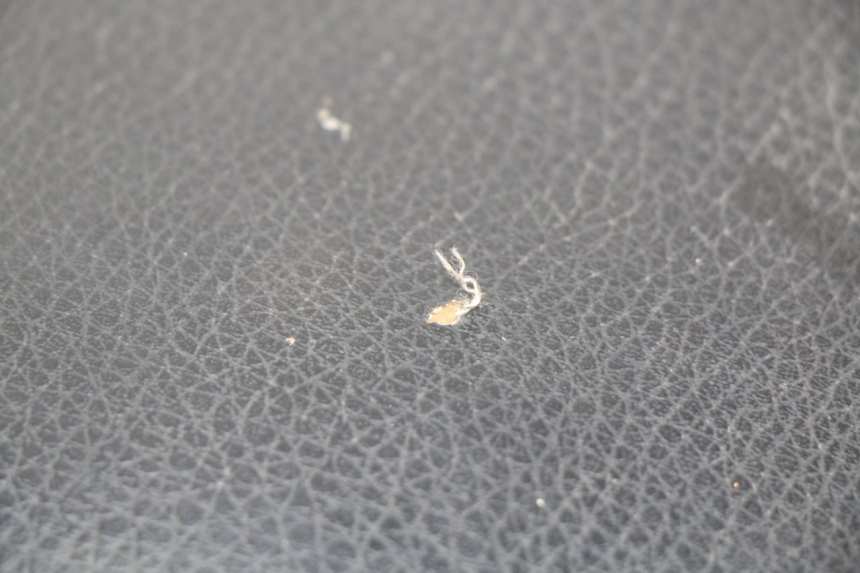 photo de HECKBANK KYMCO AGILITY 4T 50 (2005 - 2018)