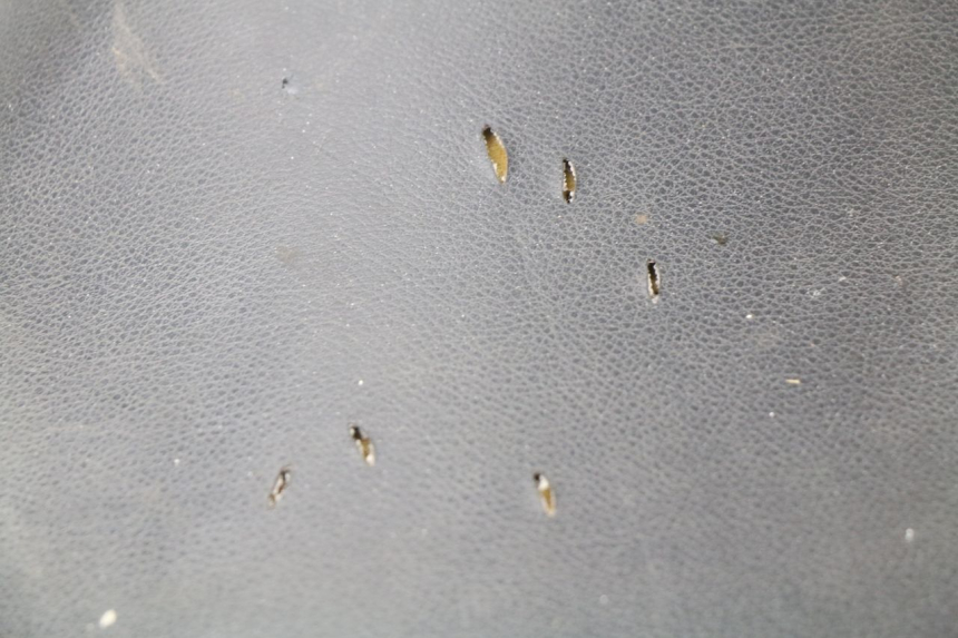 photo de SITZ PEUGEOT ZENITH 50 (1994 - 1999)