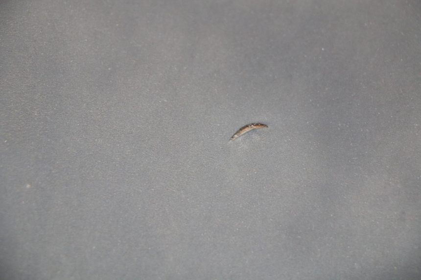 photo de SITZ YAMAHA YP T-MAX TMAX 530 (2017 - 2020)